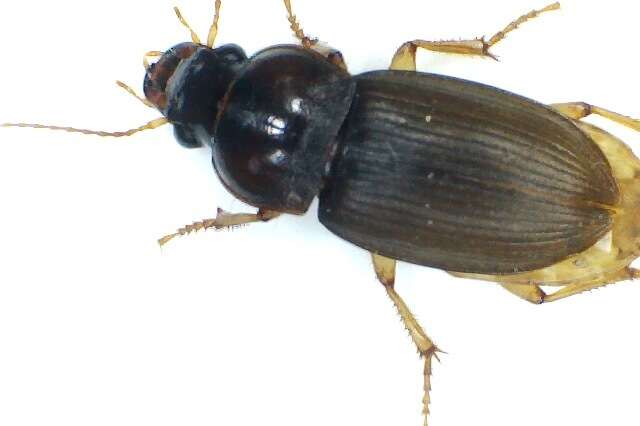 Image de Harpalus (Pseudoophonus) griseus (Panzer 1796)