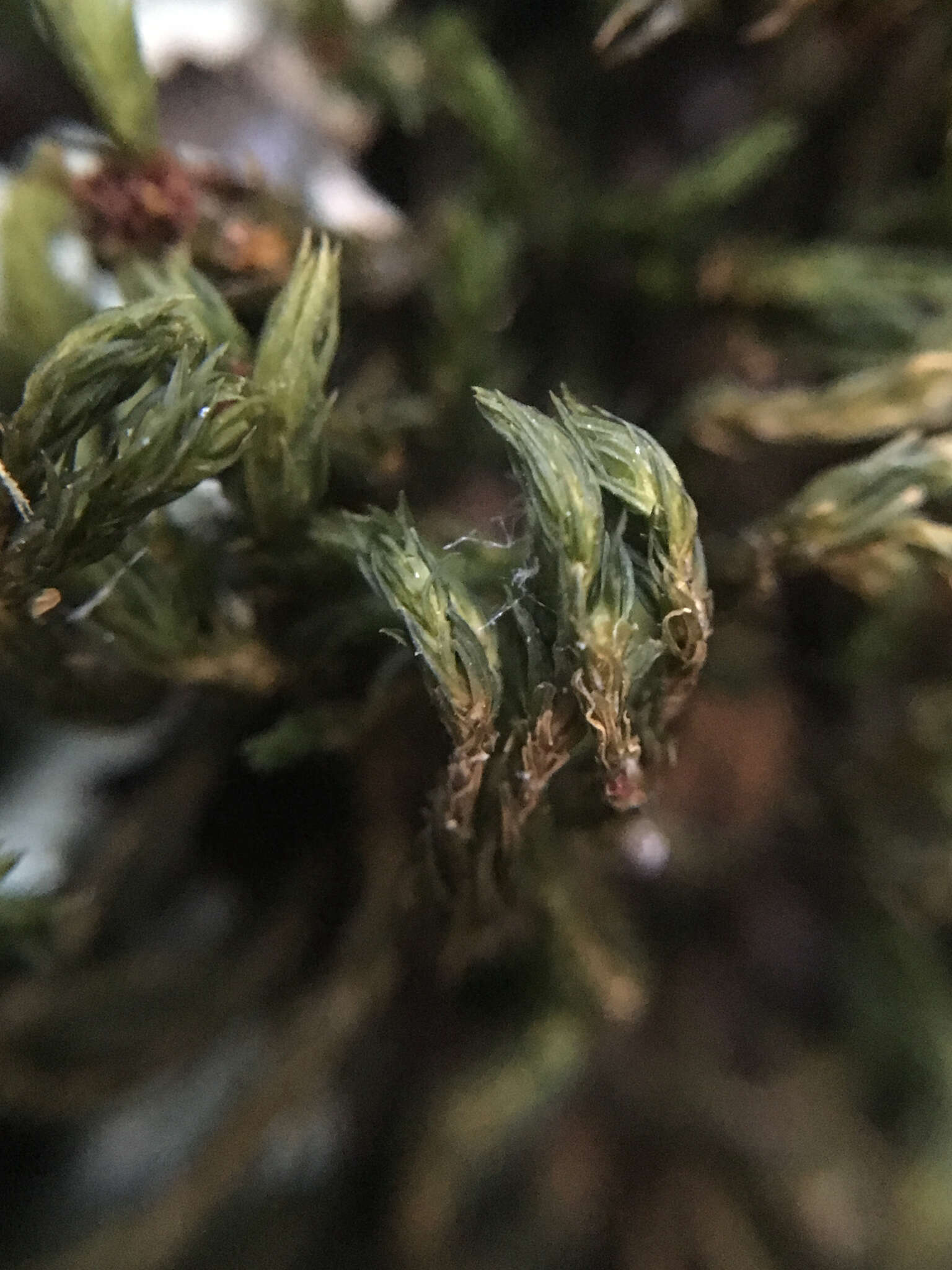 Image of <i>Orthotrichum papillosum</i>