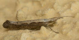 صورة Plutella xylostella Linnaeus 1767