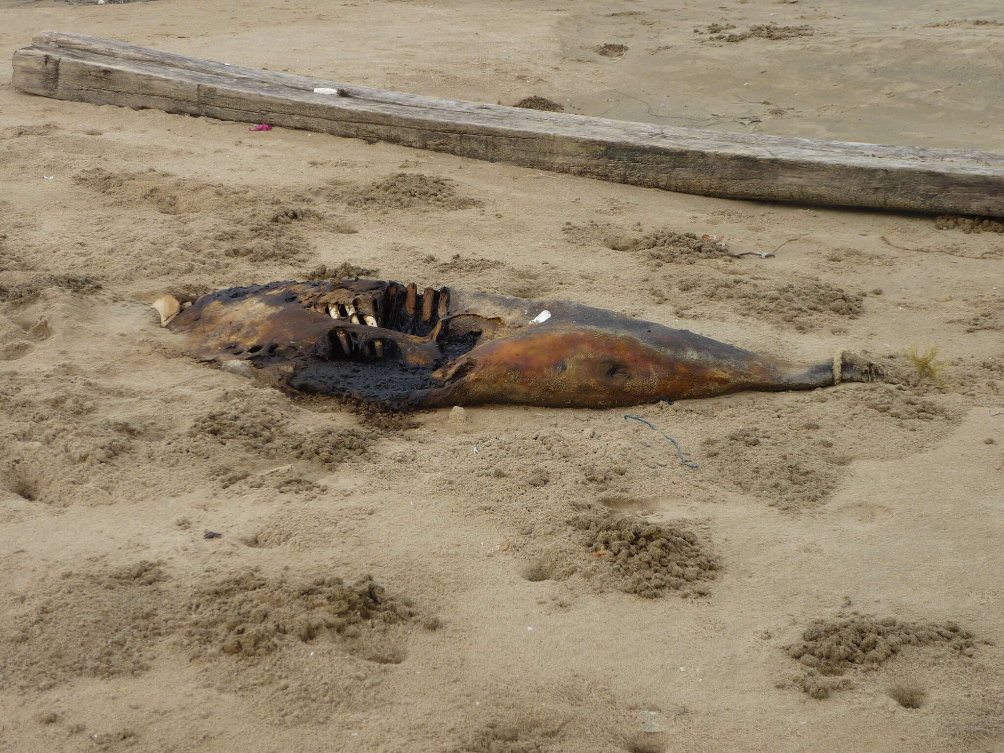 Image of Chinese Humpback Dolphin