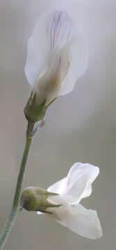 Image of thickpod milkvetch