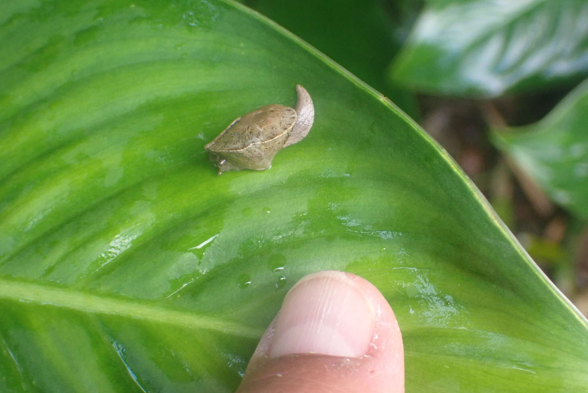 Image of Parthena acutangula (Burrow 1815)