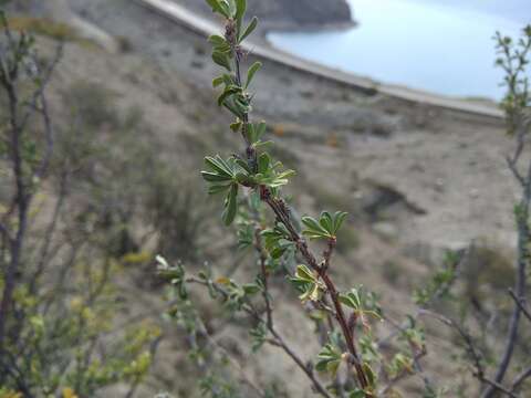 Image of Caragana grandiflora (M. Bieb.) DC.