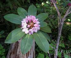 Imagem de Rhododendron macrophyllum D. Don ex G. Don