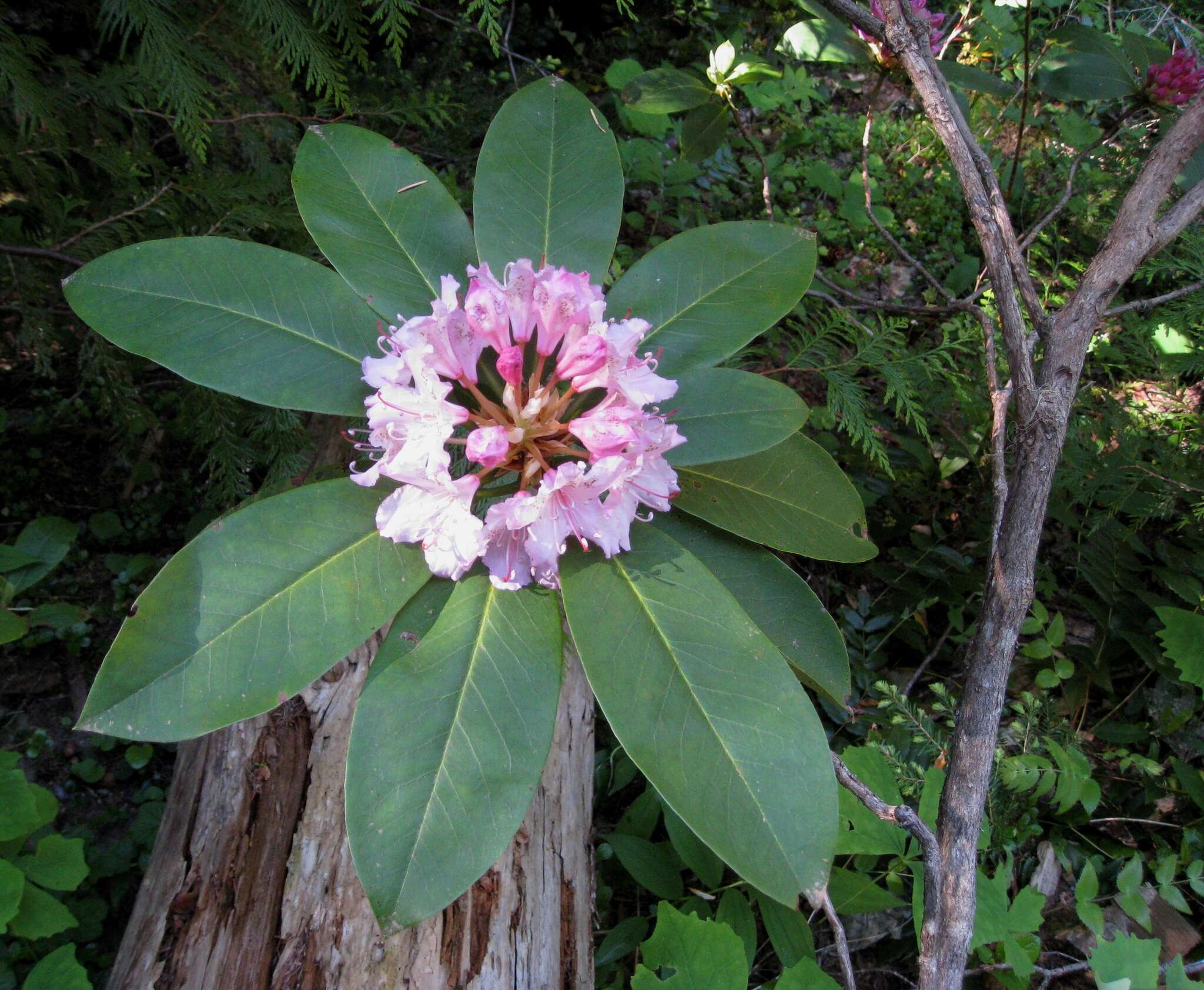 Image of Pacific rhododendron