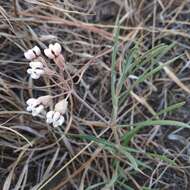 Image de Asclepias rosea Kunth