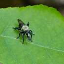 Image of Laphria virginica (Banks 1917)