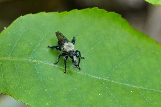 Image of Laphria virginica (Banks 1917)