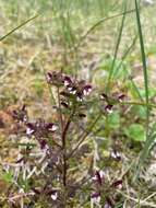 Image of Small-Flower Lousewort