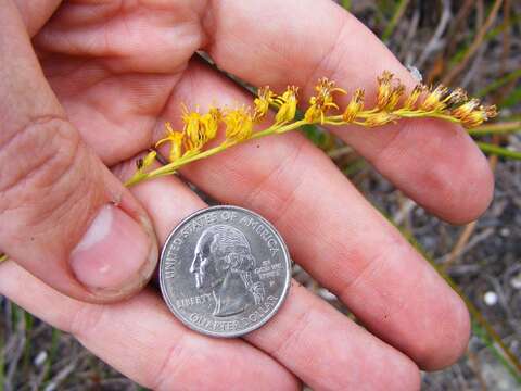 Image of Solidago stricta subsp. stricta