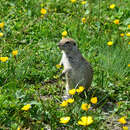 Image of Caucasian Mountain Ground Squirrel