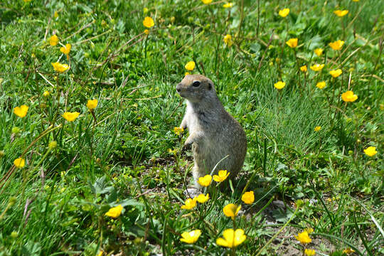 Image of Caucasian Mountain Ground Squirrel