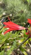 Image of Hippeastrum santacatarina (Traub) Dutilh