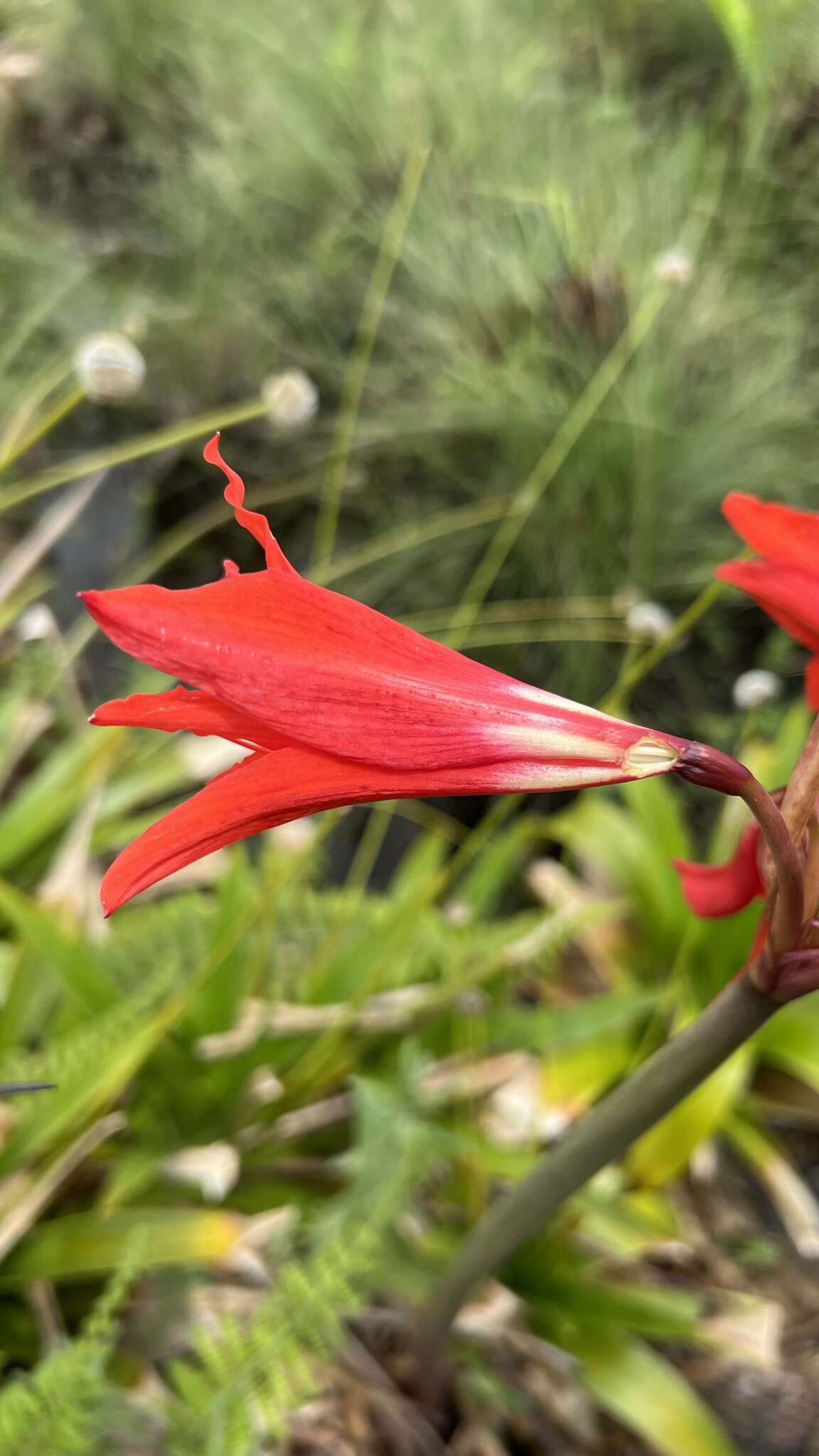 Imagem de Hippeastrum santacatarina (Traub) Dutilh