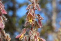 Image of Eriosema defoliatum Benth.