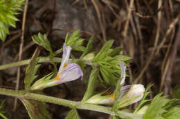 Imagem de Euphrasia stricta D. Wolff ex J. F. Lehm.