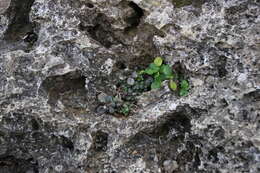 Kalanchoe spathulata var. garambiensis (Kudô) H. Ohba resmi