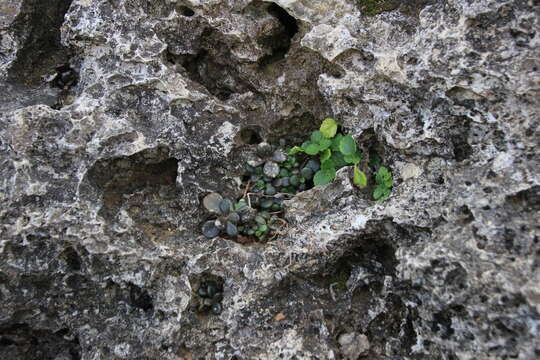 Image of Kalanchoe spathulata DC.