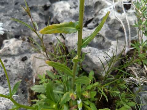 Image of Philadelphia fleabane