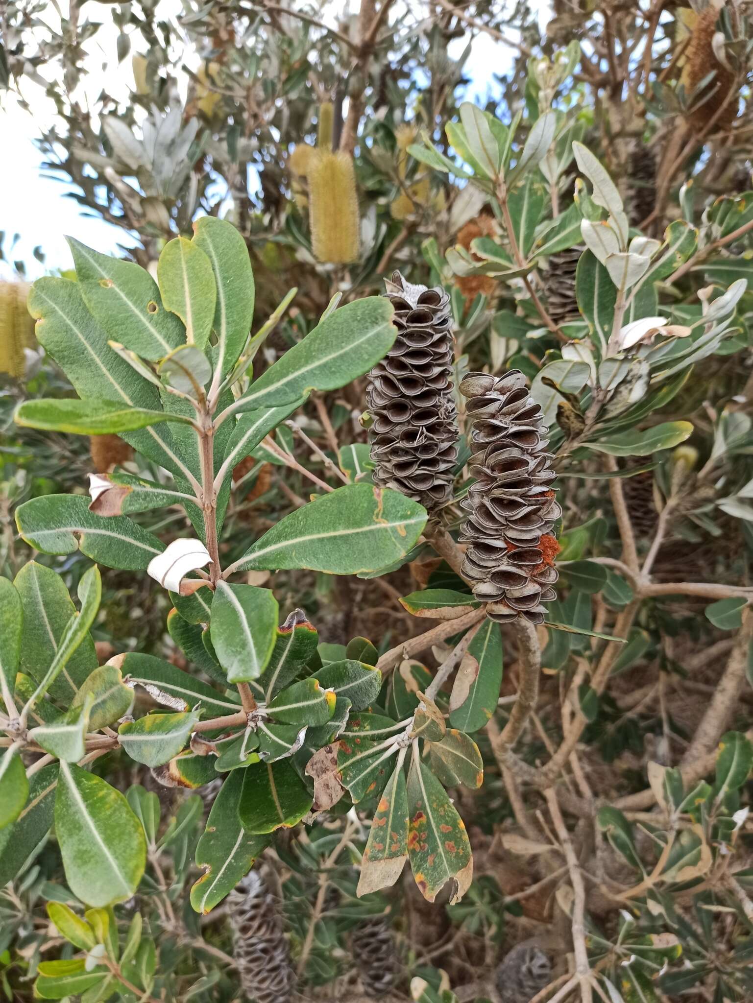 Image of Banksia integrifolia subsp. integrifolia