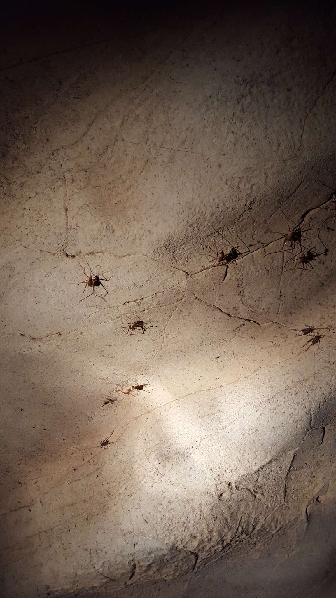 Image of Common Cave Cricket