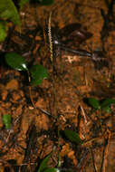 Image of Small Prescott Orchid