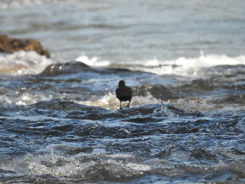 Image of Brown Dipper