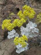 Image of Conejo buckwheat