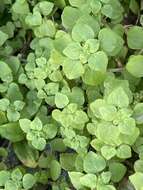 Image of Florida pellitory