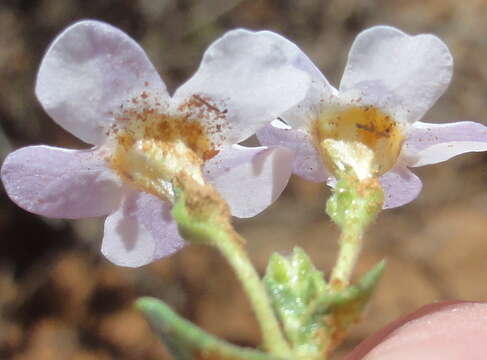 Image of Sutera halimifolia (Benth.) Kuntze