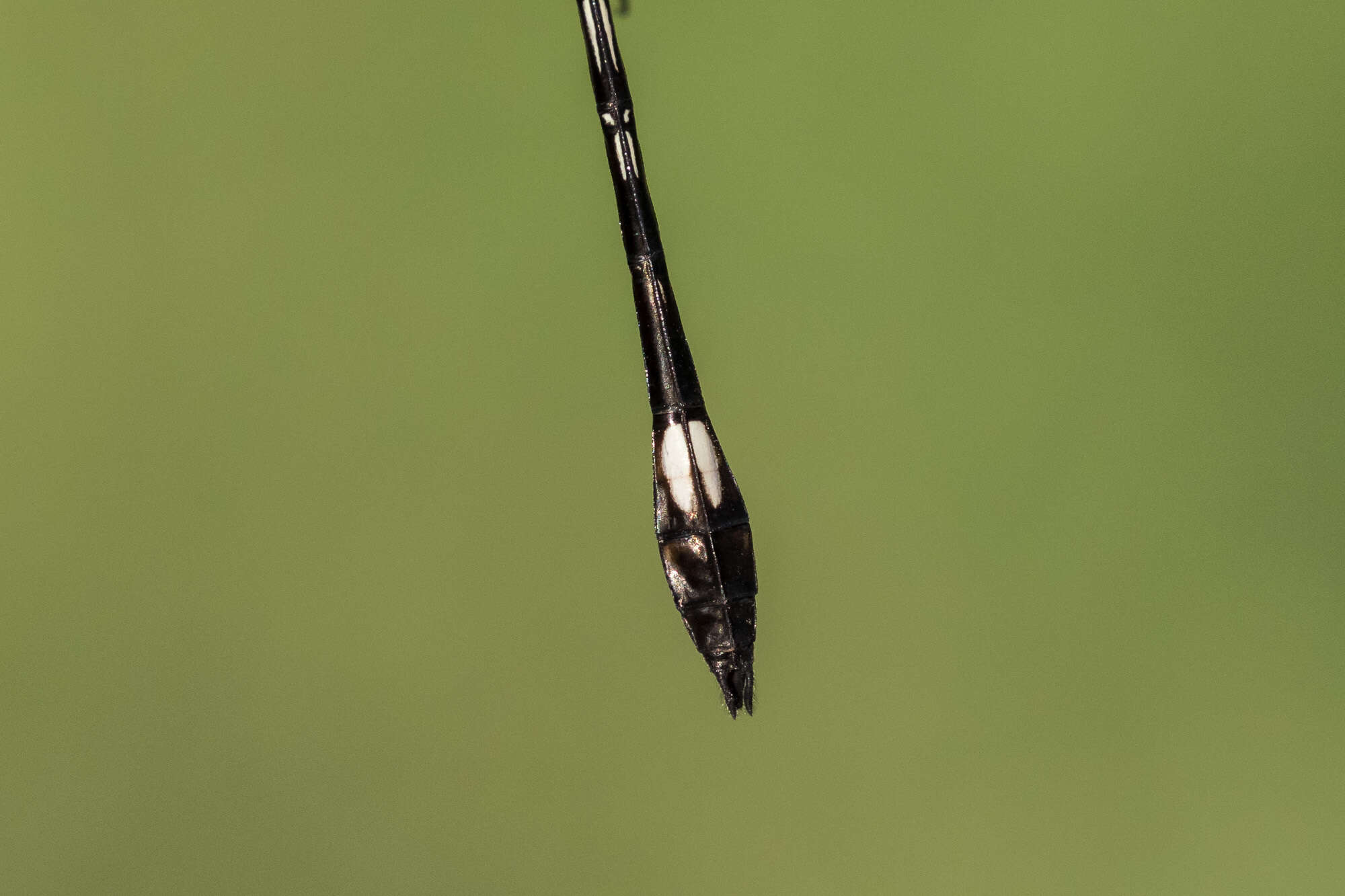 Image of Pale-faced Clubskimmer