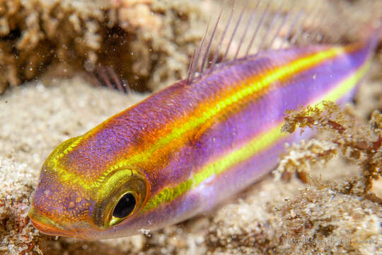 Image of Goldstripe whiptail