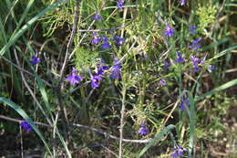 Image of Delphinium consolida subsp. consolida