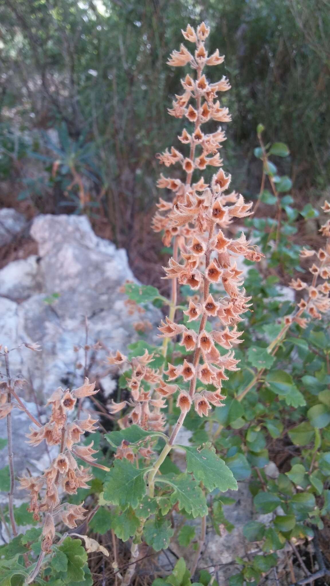 Sivun Teucrium flavum subsp. glaucum (Jord. & Fourr.) Ronniger kuva