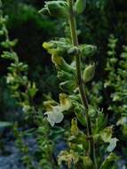 Sivun Teucrium flavum L. kuva