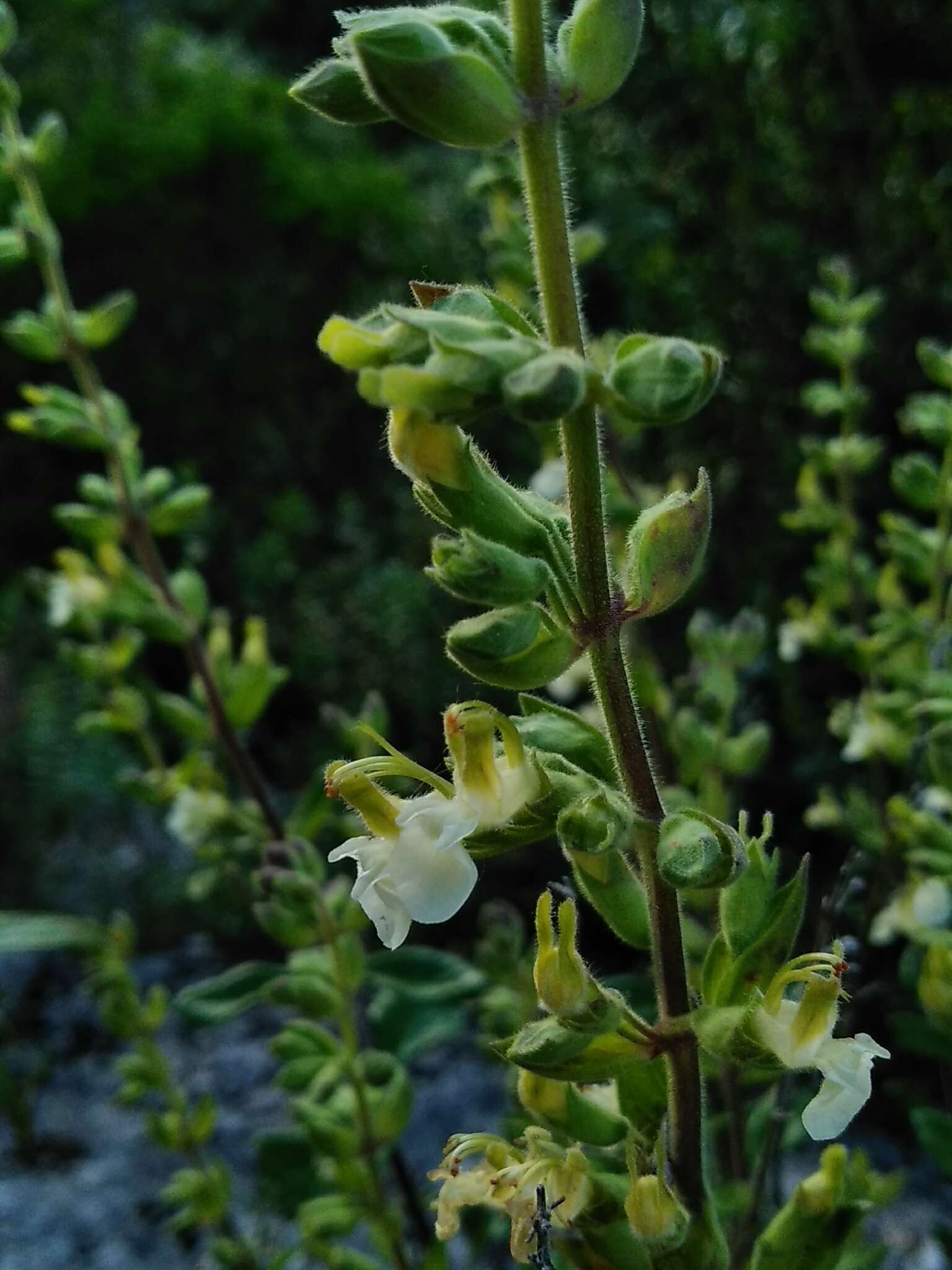 Sivun Teucrium flavum L. kuva