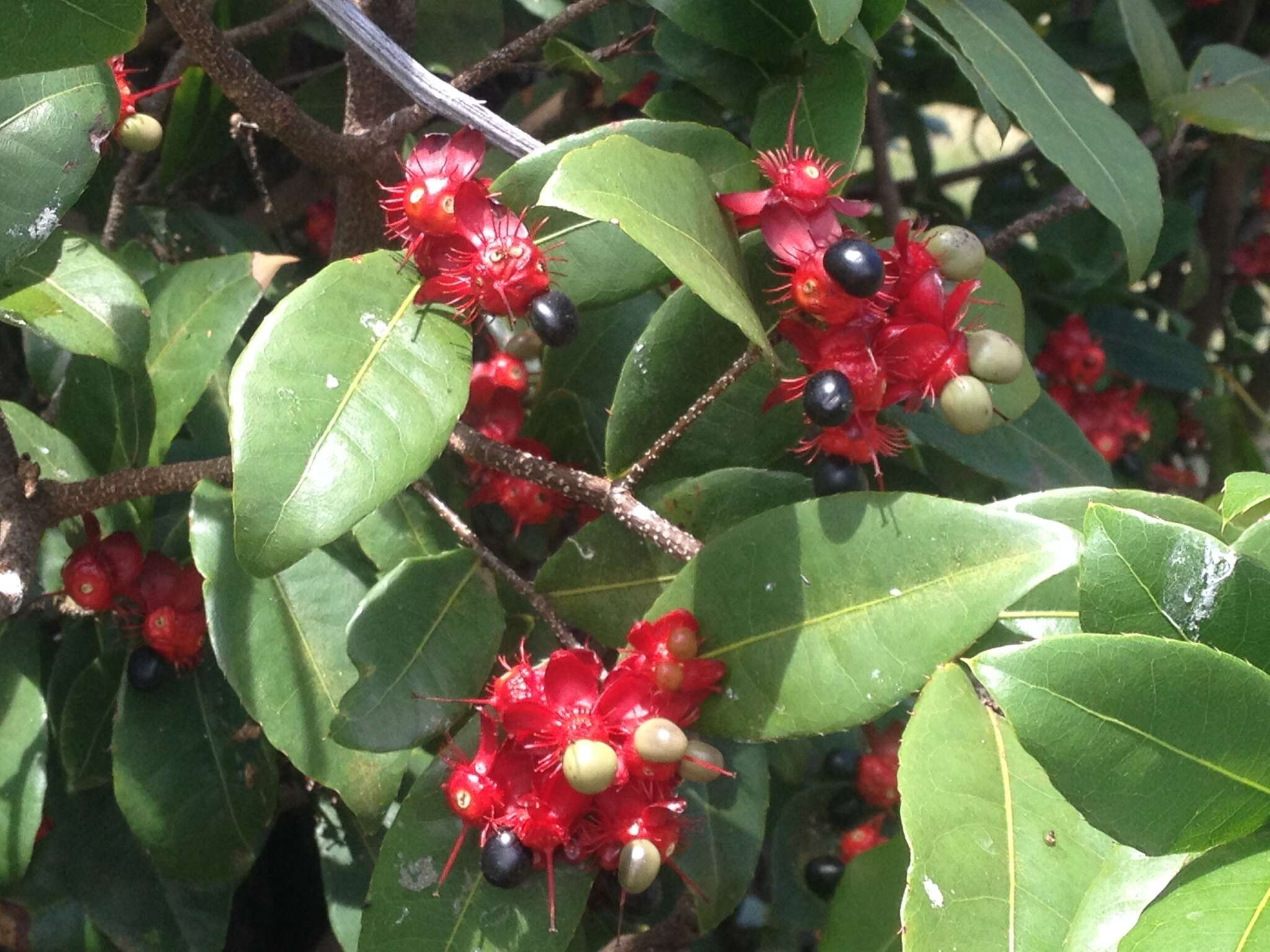 Image of Thomas' bird's-eye bush