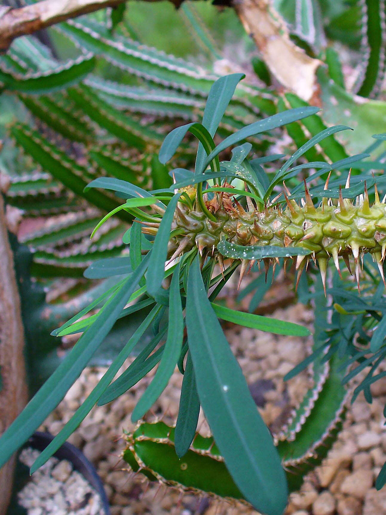 Sivun Euphorbia didiereoides Denis ex Leandri kuva