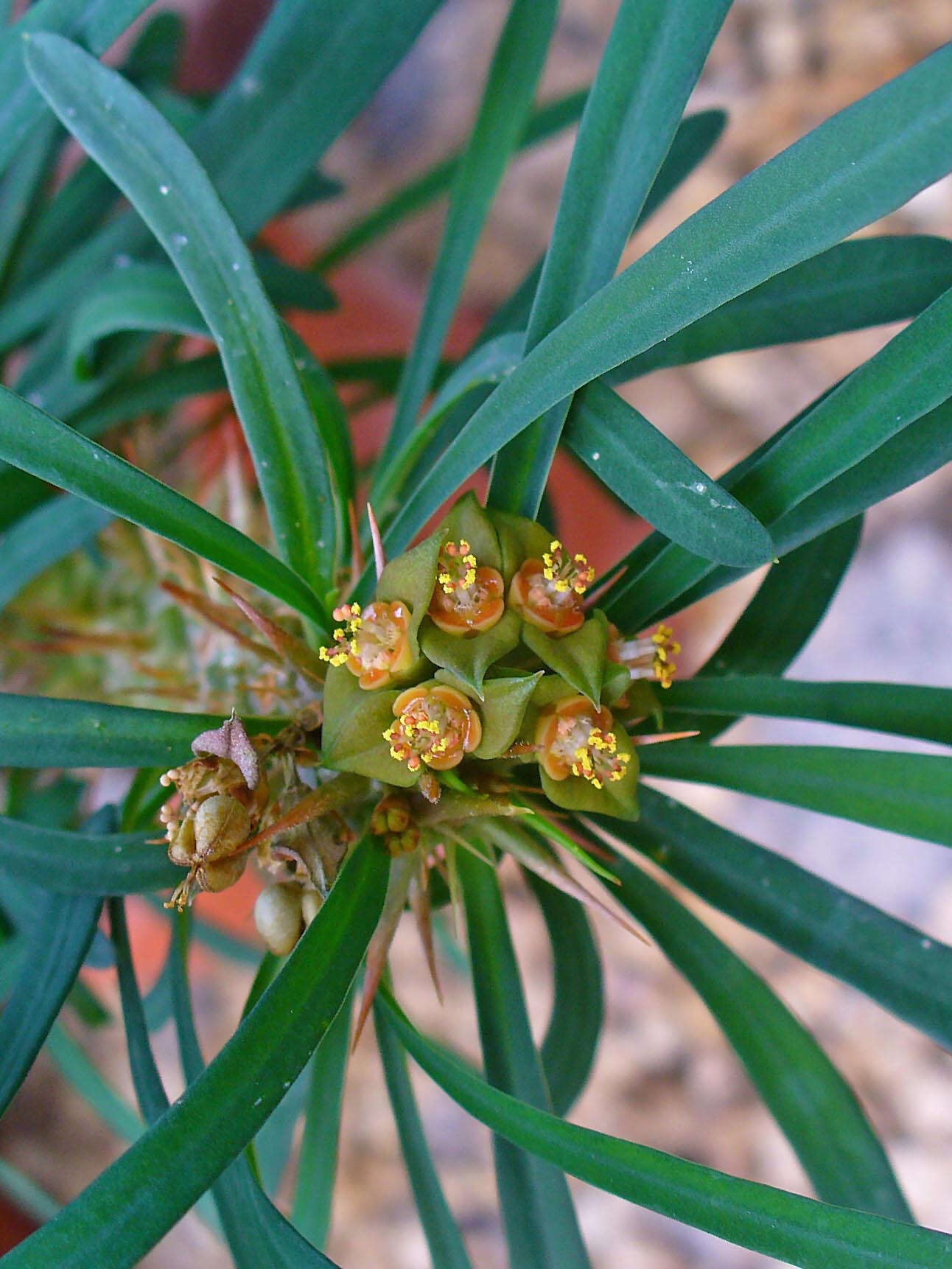 Euphorbia didiereoides Denis ex Leandri resmi