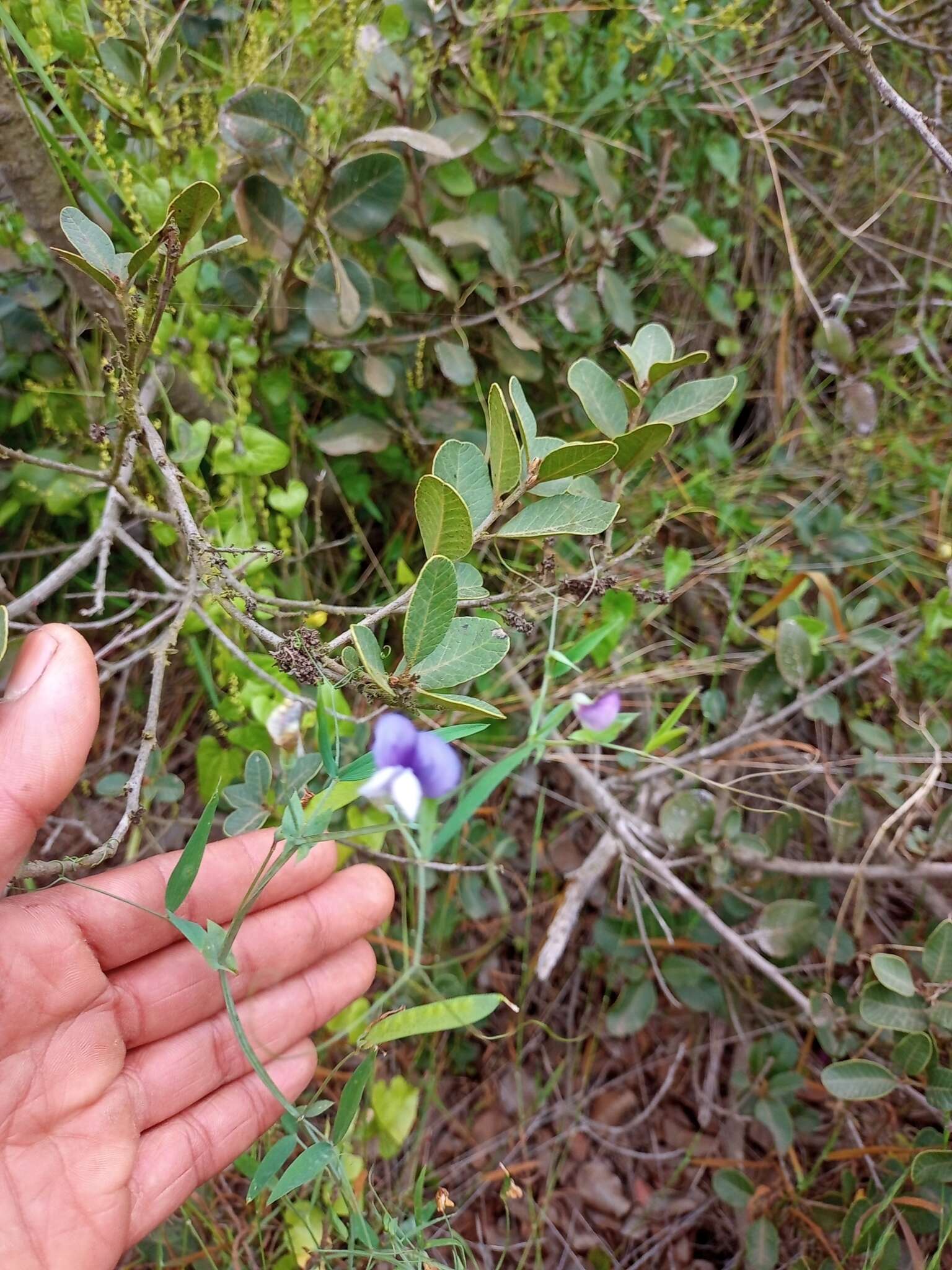 Lathyrus berteroanus Savi resmi