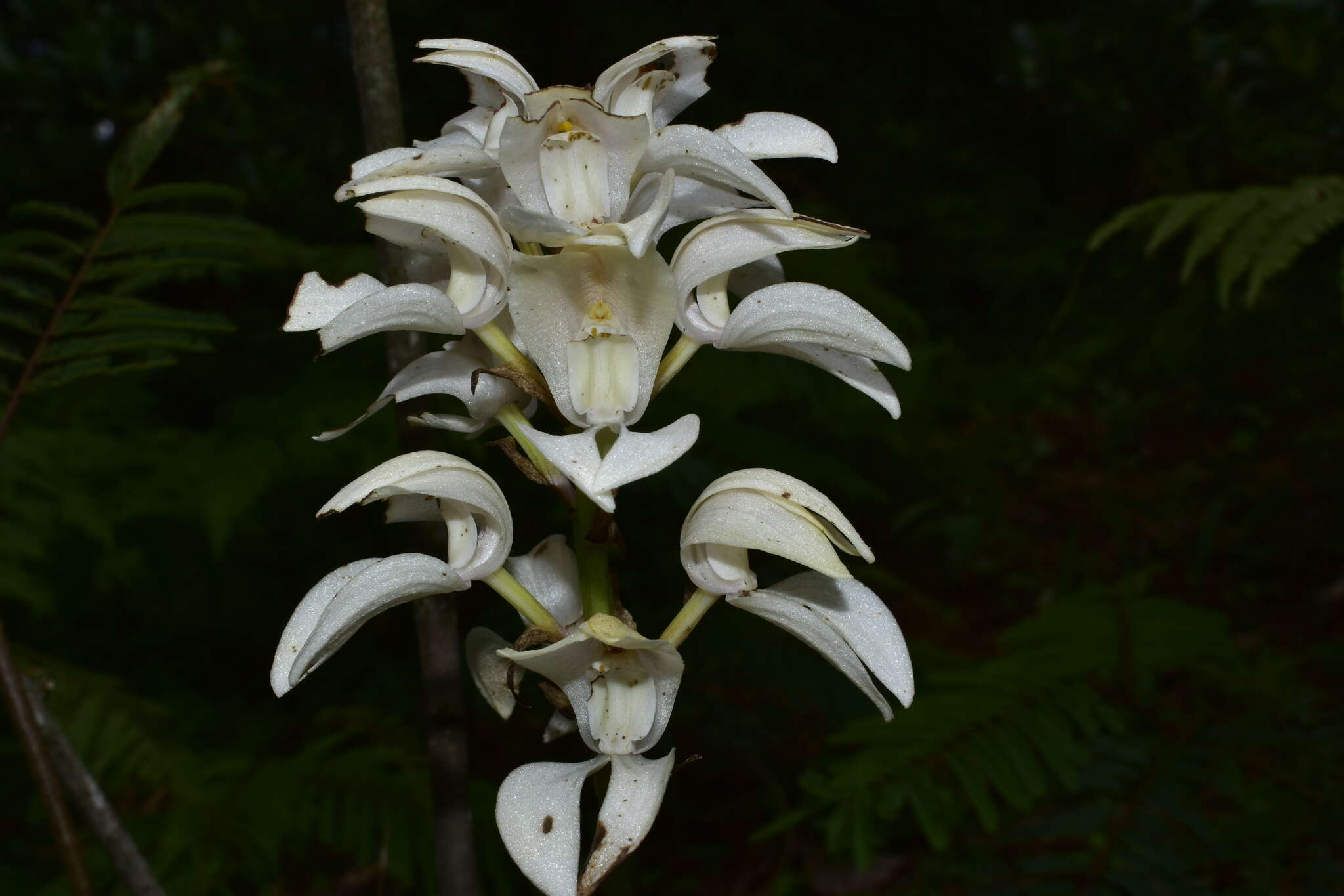 Image of Govenia liliacea (Lex.) Lindl.