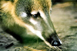 Image of South American Coati