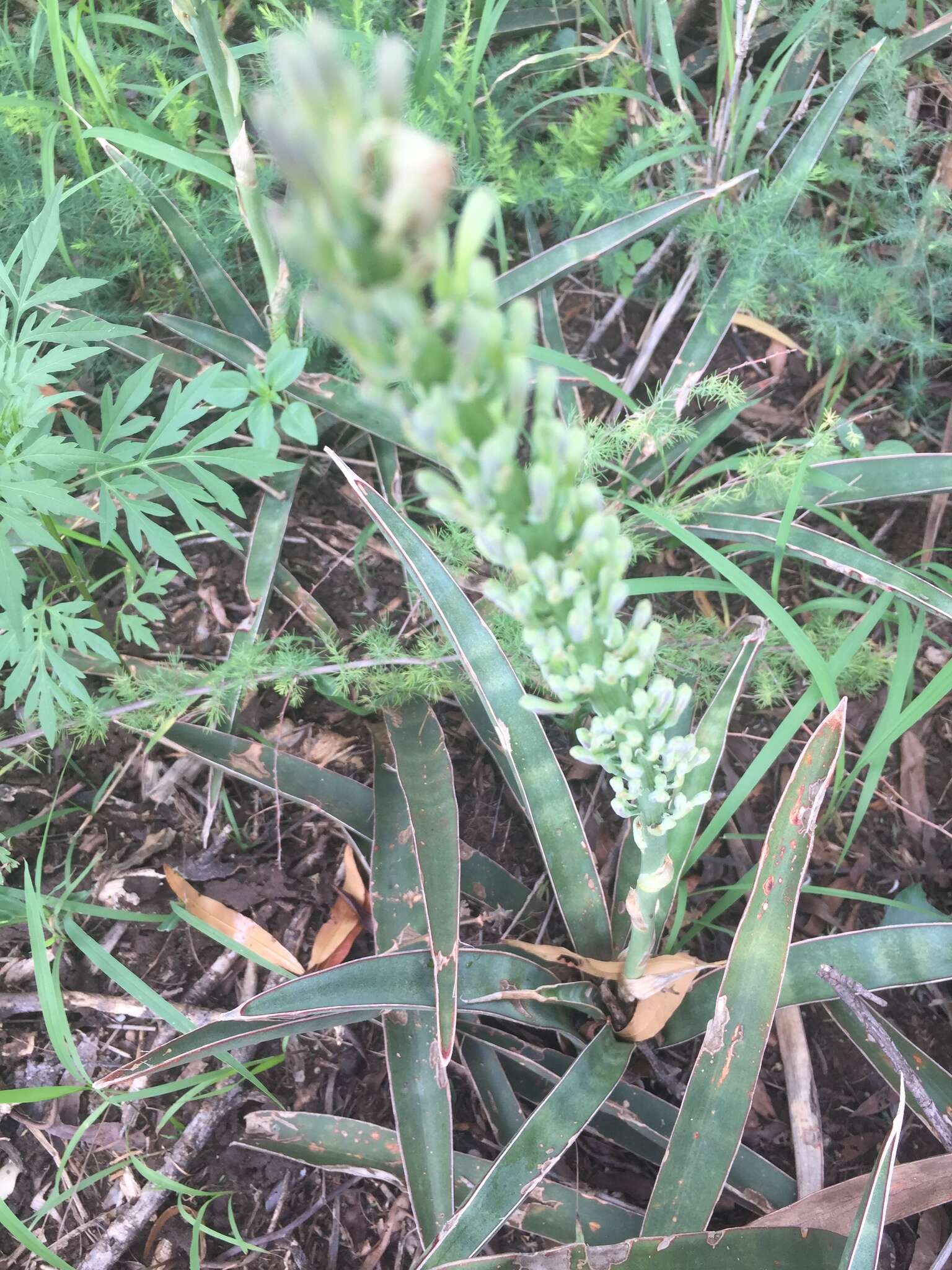 Image of Sansevieria aethiopica Thunb.