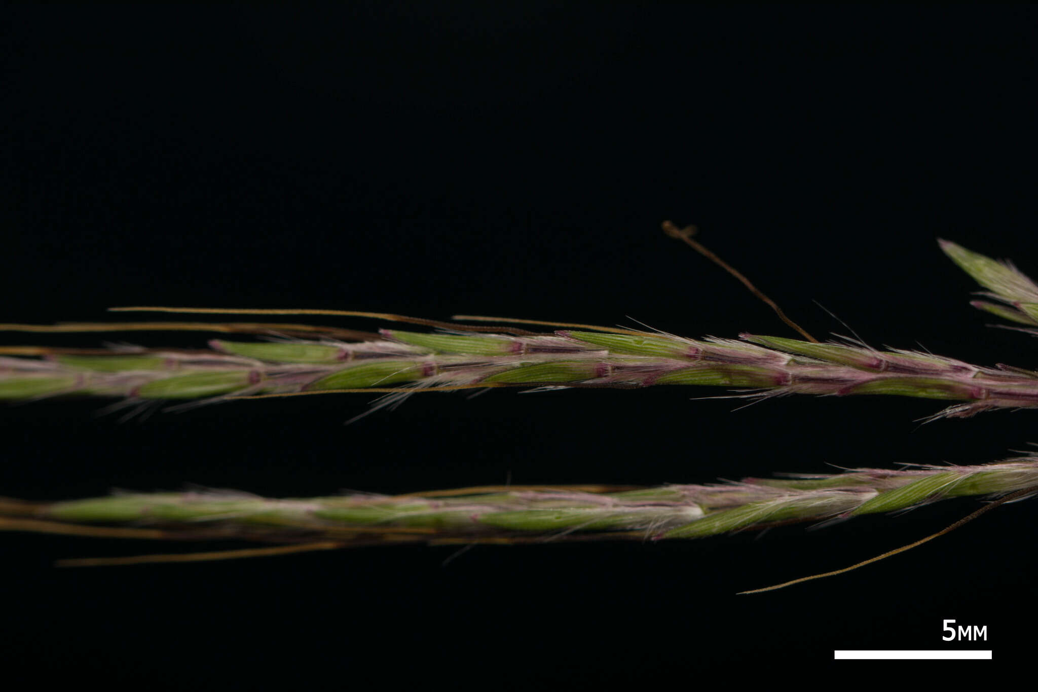 Image of pitted beardgrass