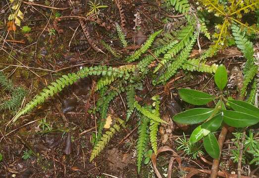 Imagem de Doodia australis (Parris) Parris