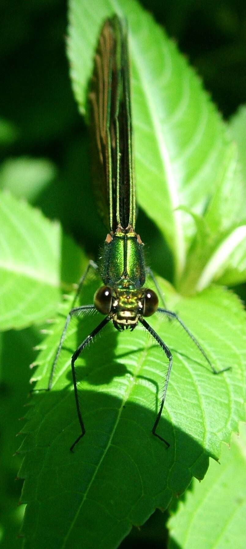 Image of Beautiful Demoiselle