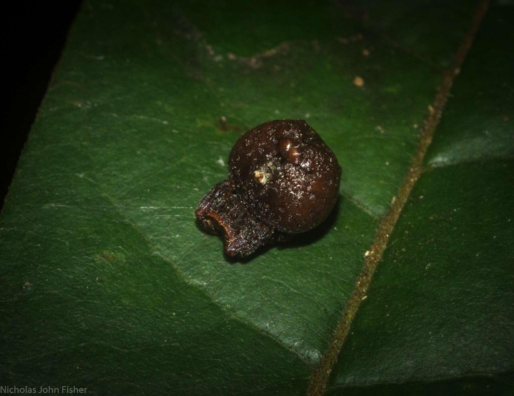 Plancia ëd Arkys tuberculatus (Balogh 1978)