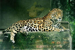 Image of Jaguar