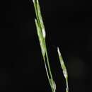 Image of Floating Manna Grass