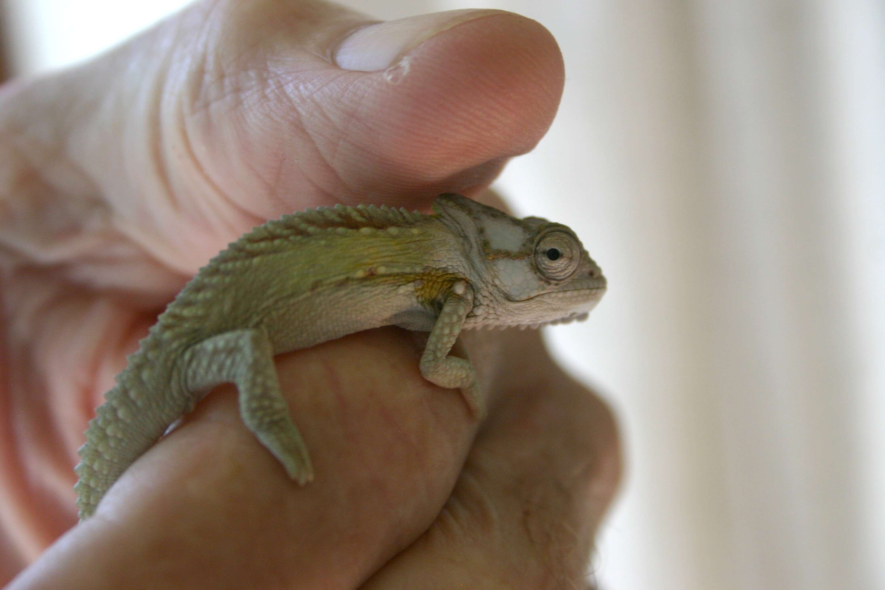 Image of Knysna dwarf chameleon